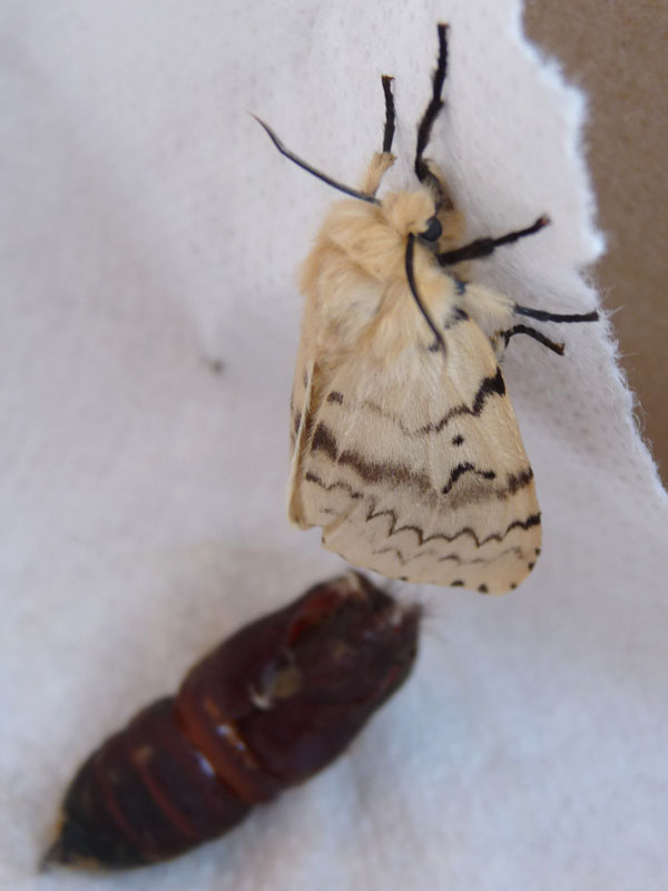  una pupa di farfalla?