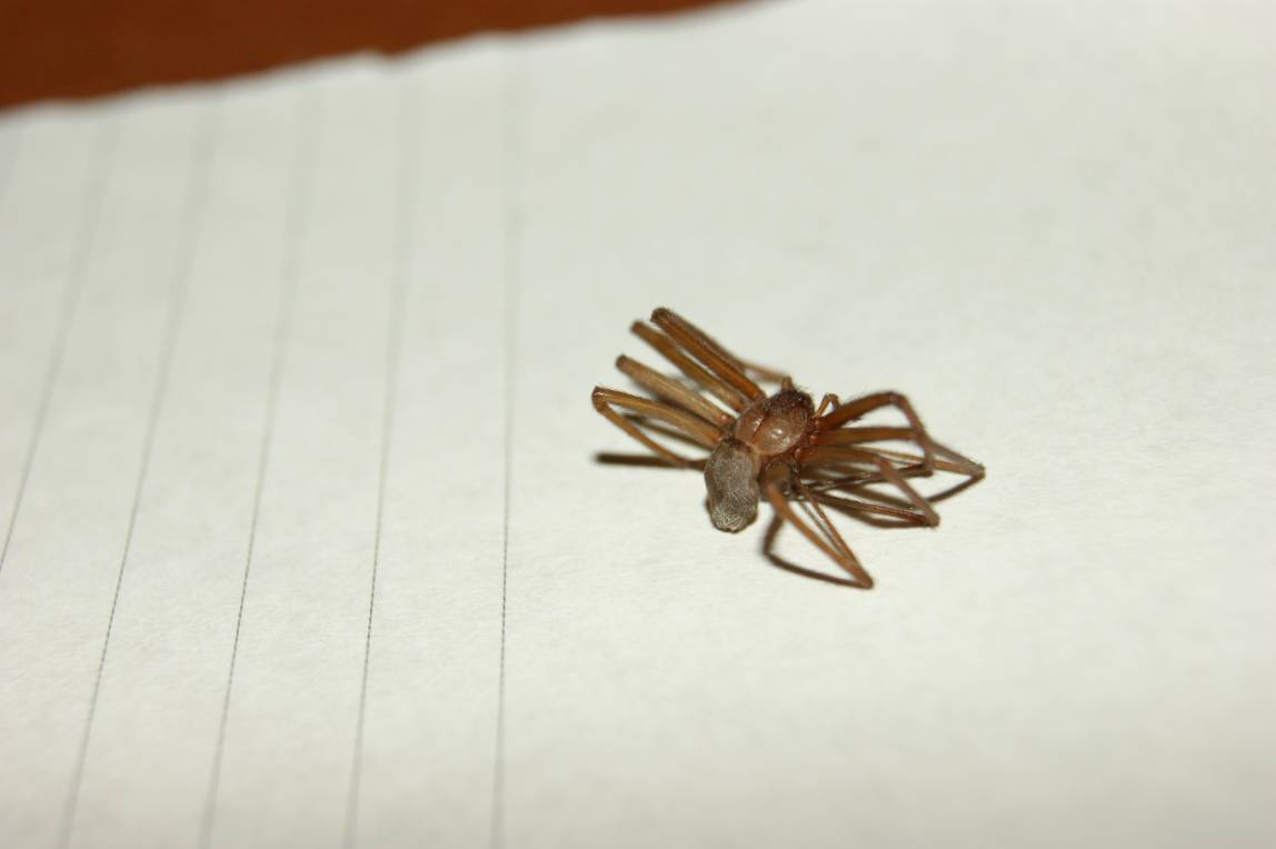 Loxosceles rufescens