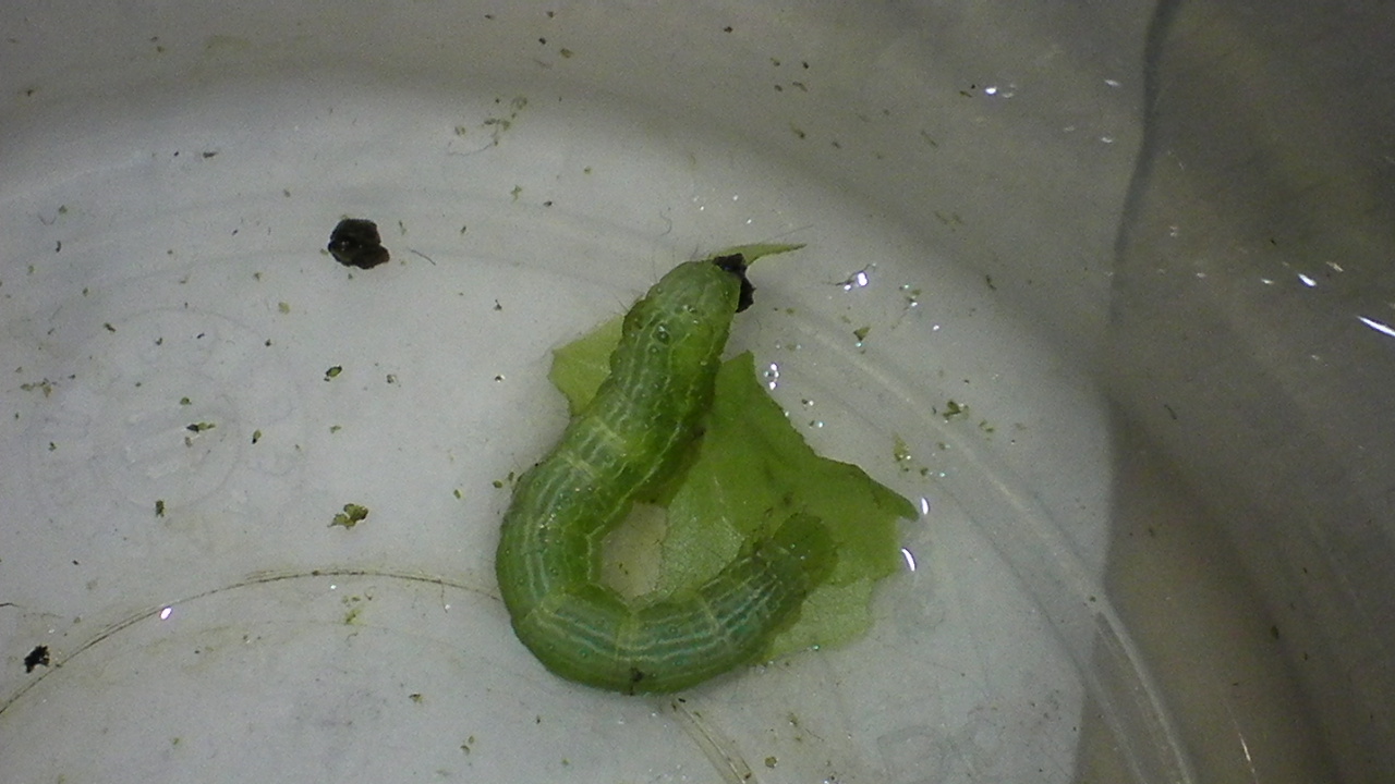 Bruco di Noctuidae Plusinae
