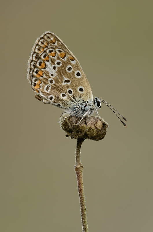 che licenide  ?Polyommatus cf. icarus