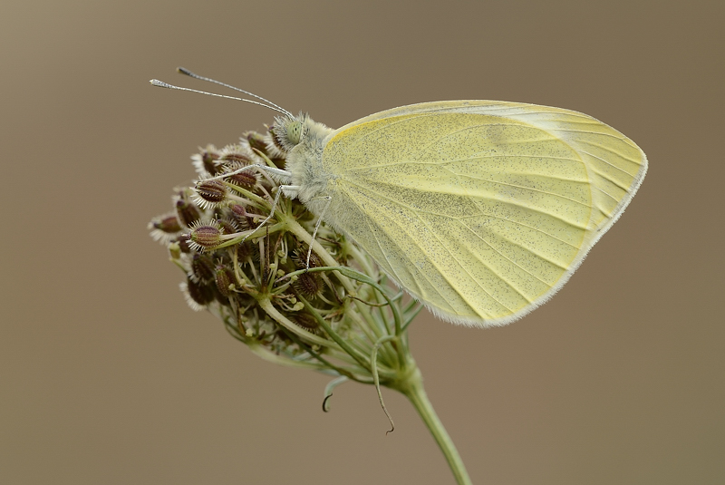 farfalla da identificare