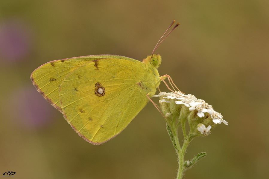 di che colias si tratta? - Colias crocea