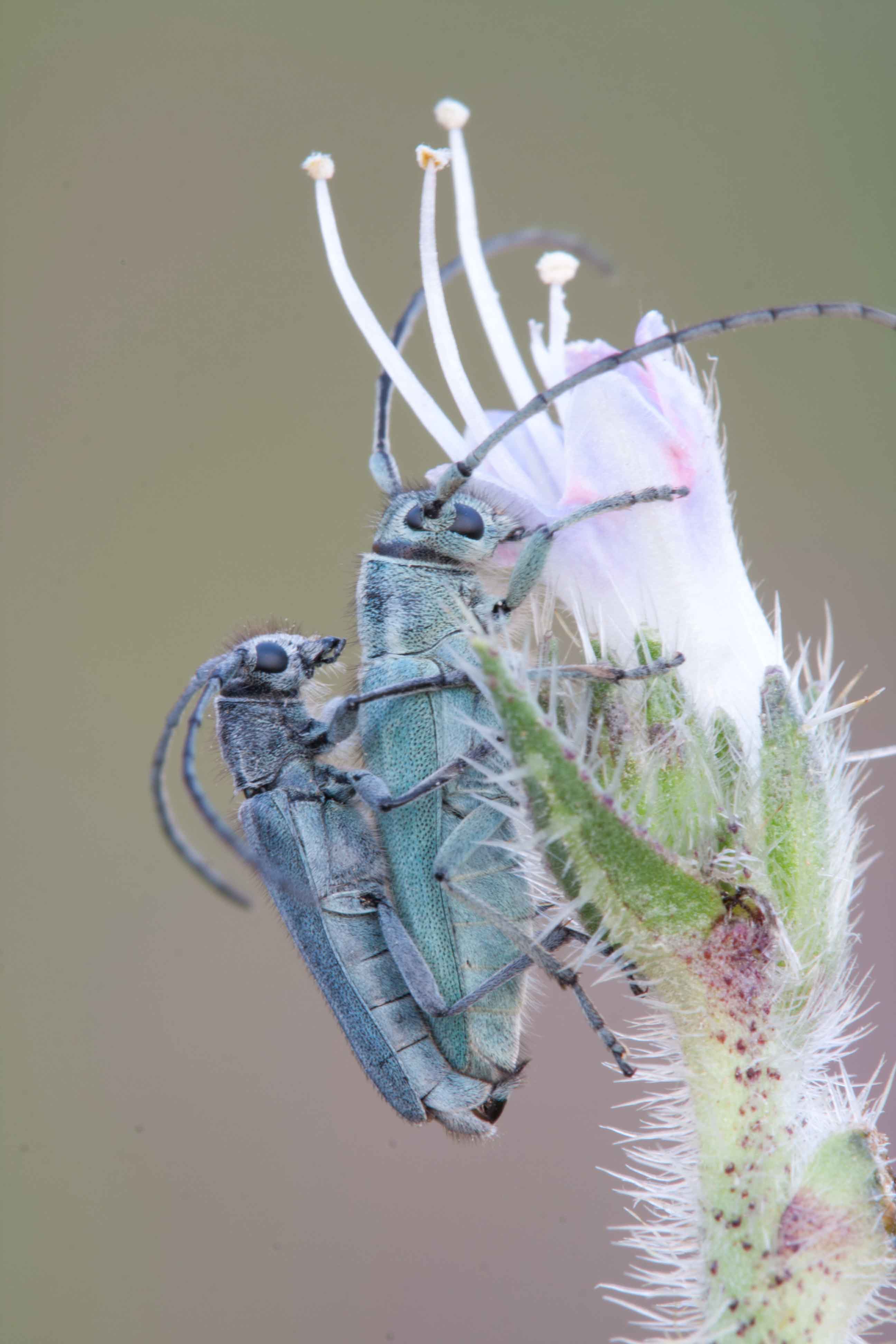 Opsilia coerulescens di Sicilia