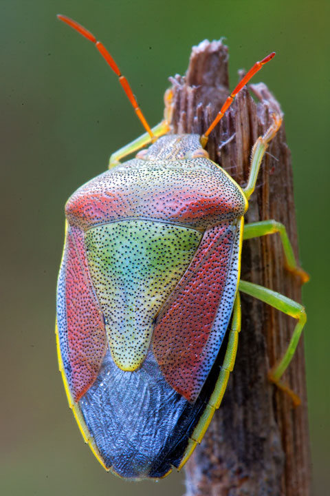Pentatomidae di Caltagirone,Sicilia: Piezodorus lituratus