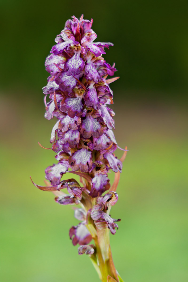 Barlia Robertiana: domanda