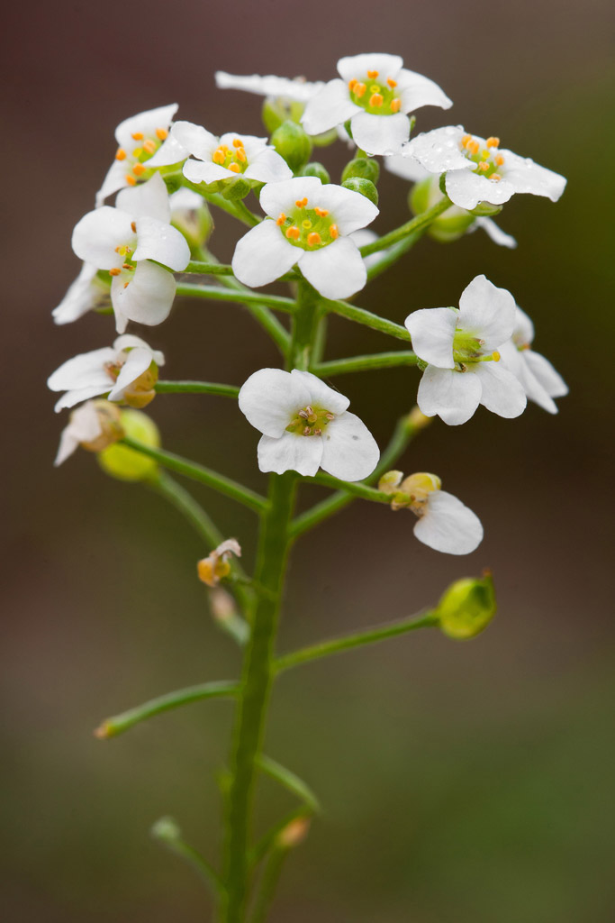 Lobularia maritima / Filigrana comune