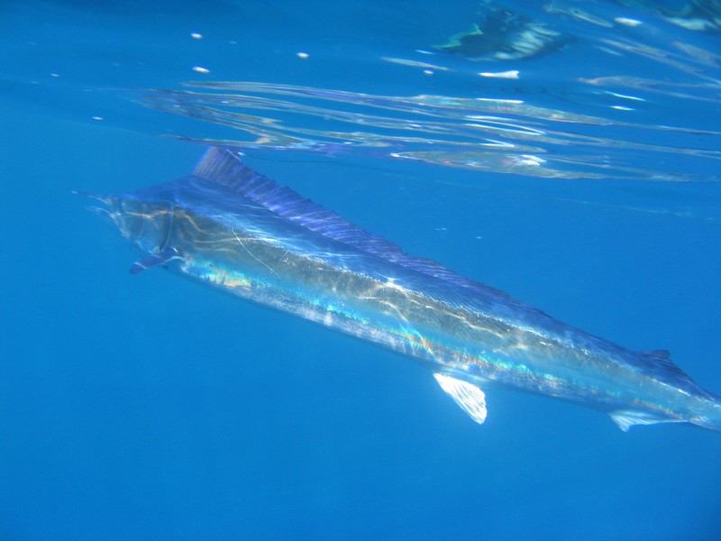 Tetrapturus belone - Aguglia imperiale