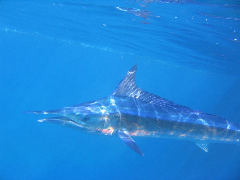 Tetrapturus belone - Aguglia imperiale