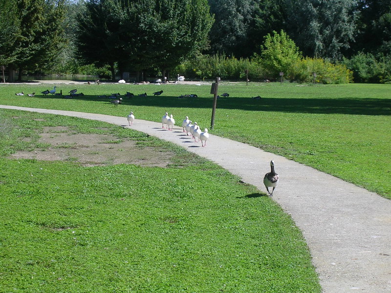 Avifauna humor
