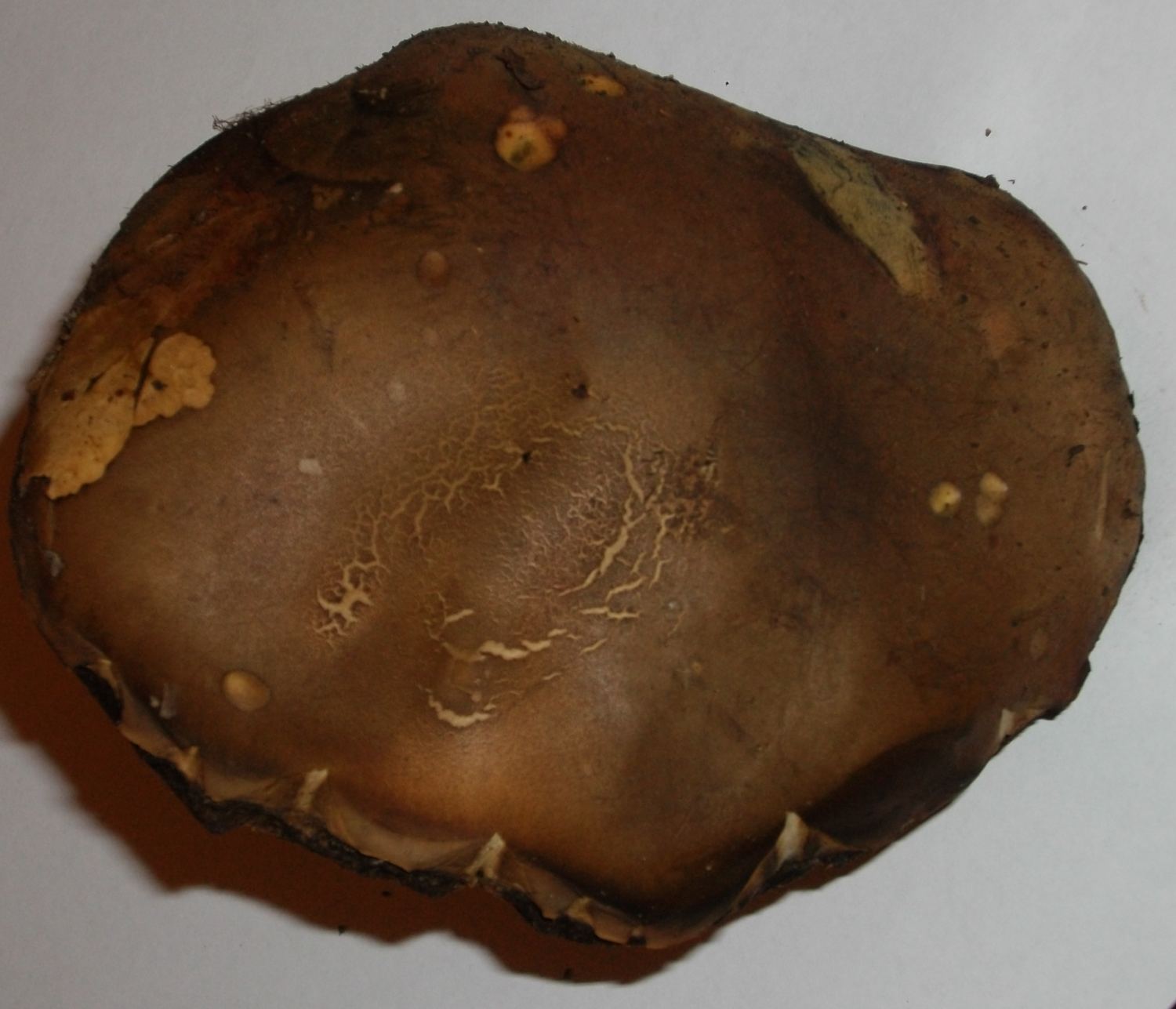 Xerocomus con gambo squamoso