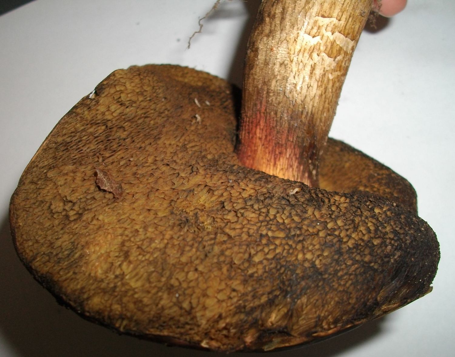 Xerocomus con gambo squamoso