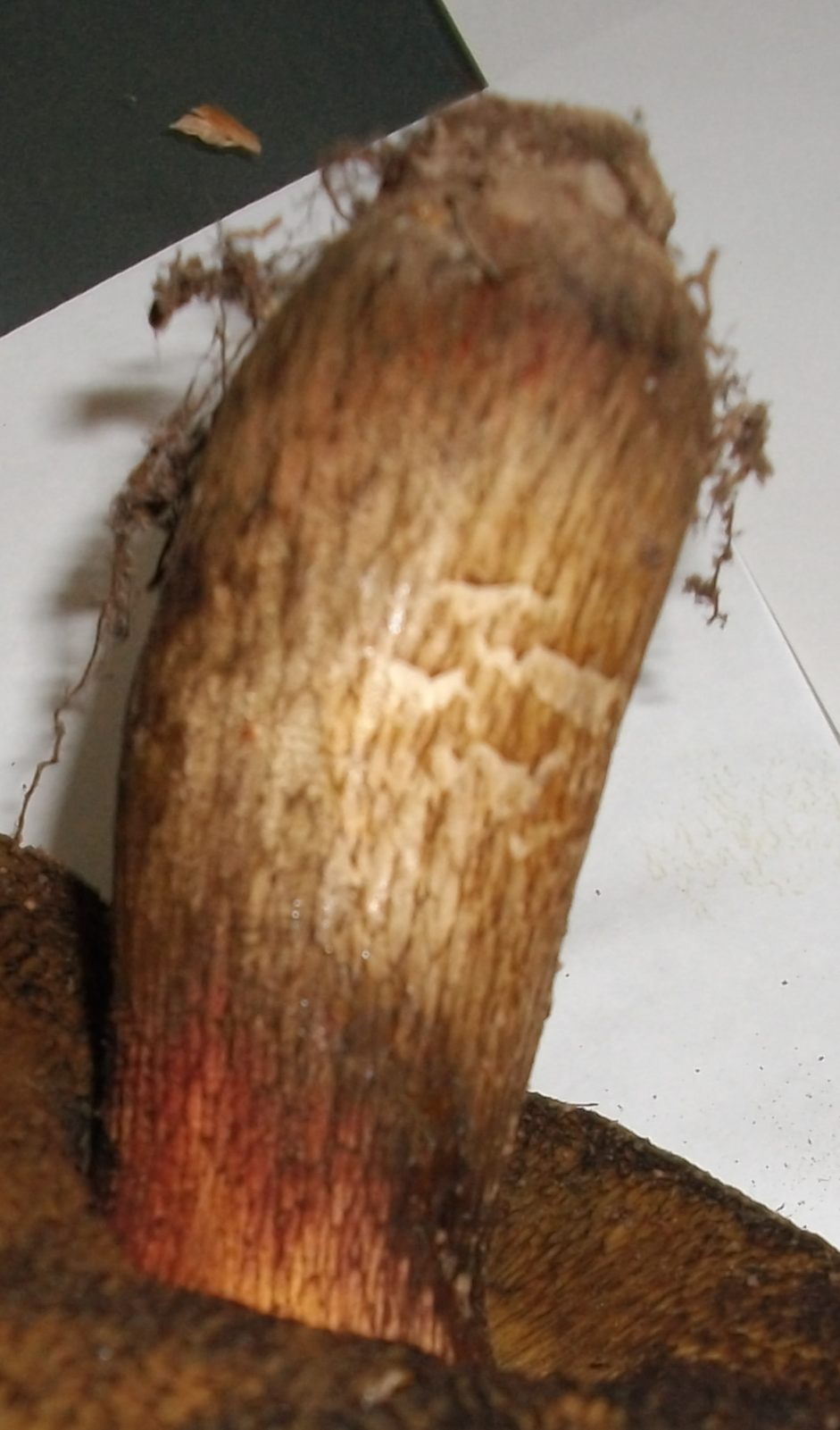 Xerocomus con gambo squamoso