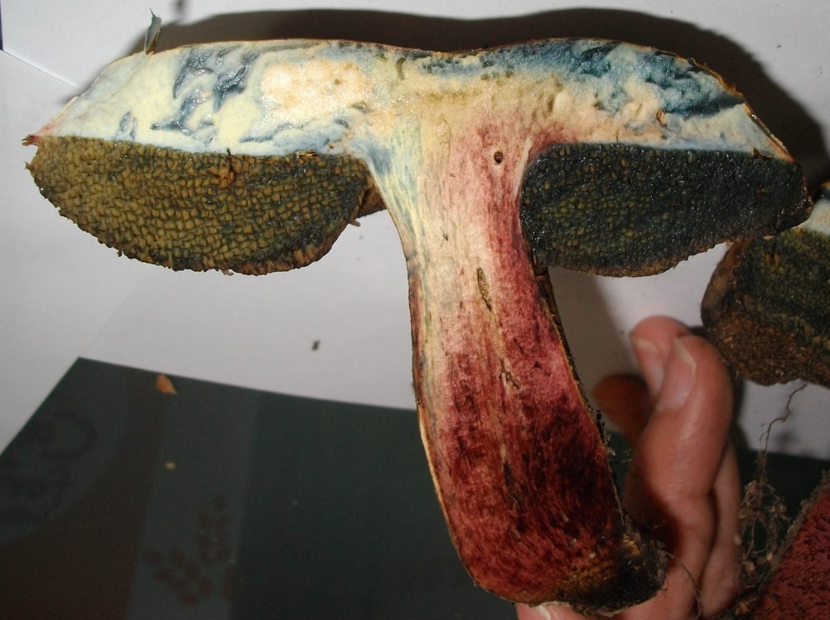 Xerocomus con gambo squamoso