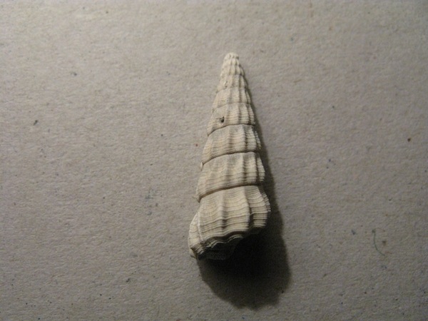 Turriscala torulosa (Brocchi, 1814)