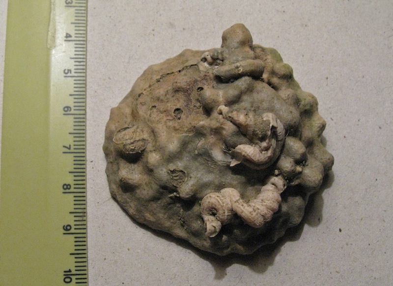 Che strano bivalve!