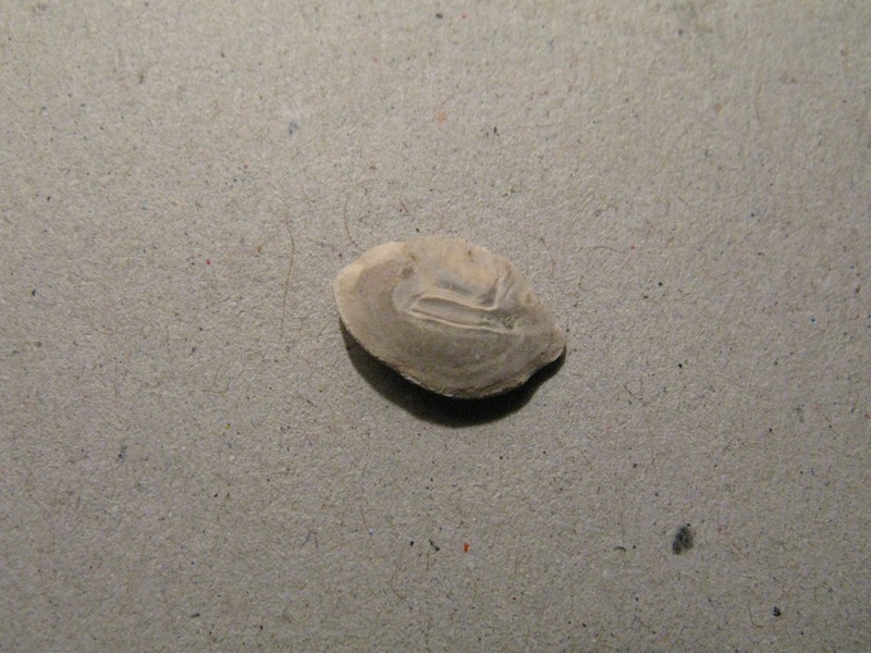 Otolite 01