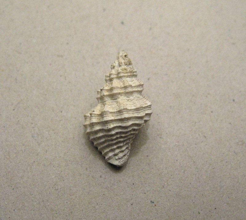 Gasteropode pliocenico 11