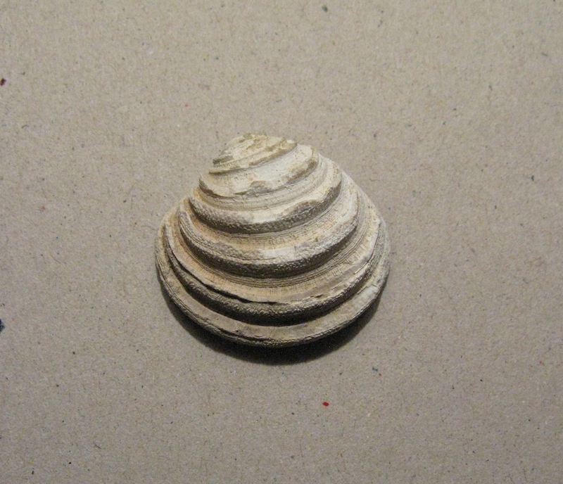 Bivalve pliocenico 02