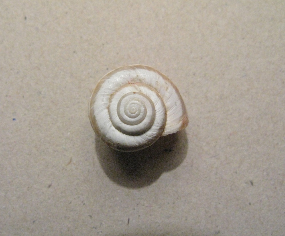 Conchiglia da identificare