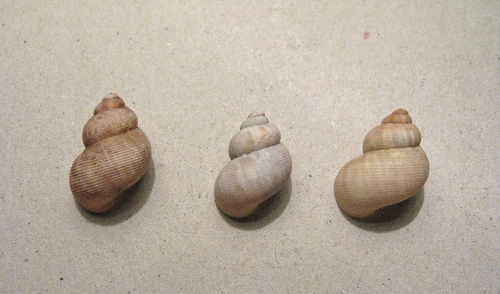 Conchiglie da identificare 2