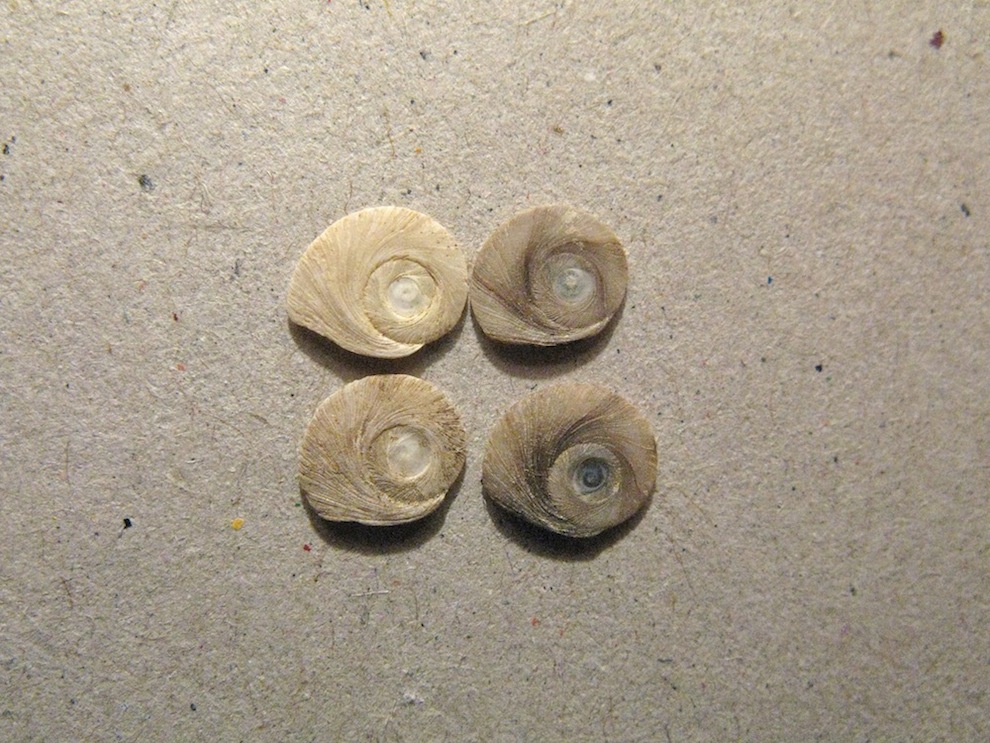 Conchiglie da identificare 2