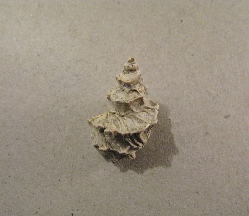 Calcarata calcarata?