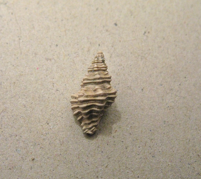 Gasteropode pliocenico 10