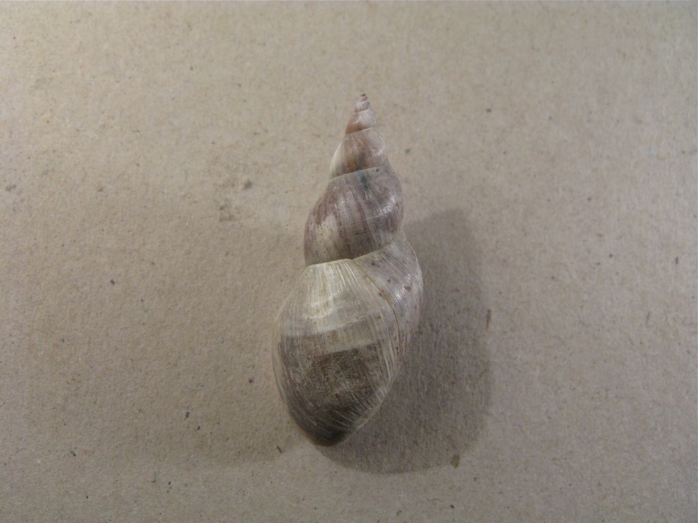 Conchiglia da identificare 5