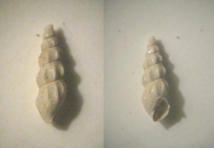 Microfossile