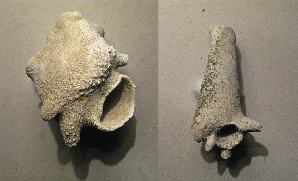 Gasteropodi ricoperti da briozoi