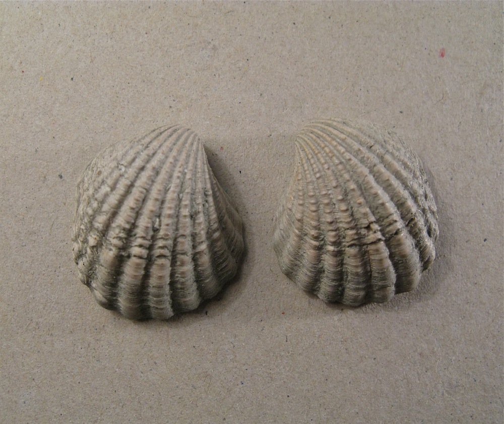 Bivalve pliocenico 05