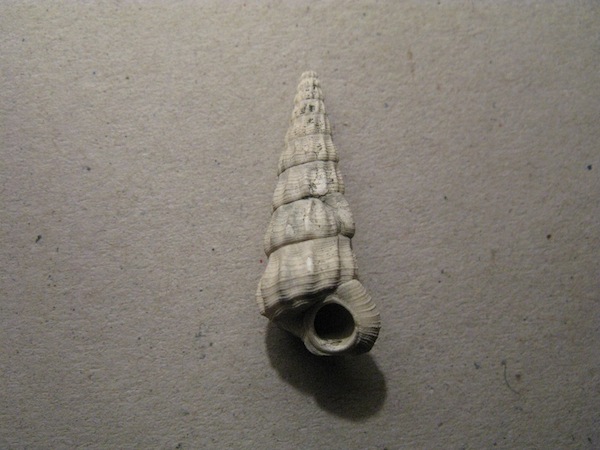Turriscala torulosa (Brocchi, 1814)