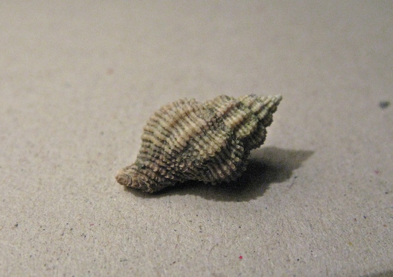 Ocinebrina imbricata (Brocchi, 1814)
