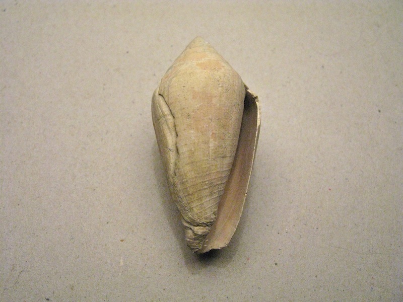 Conus pelagicus (Brocchi, 1814)