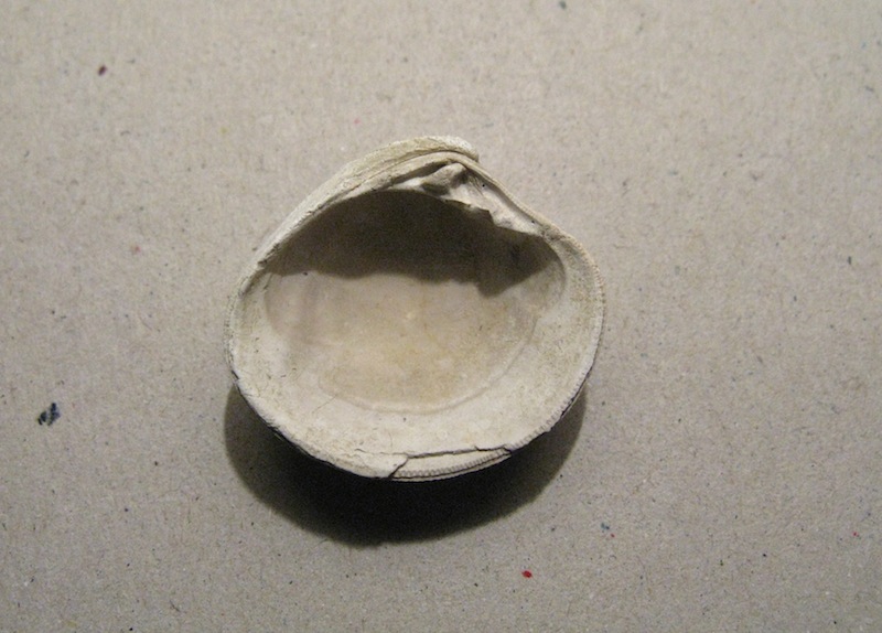 Bivalve pliocenico 02