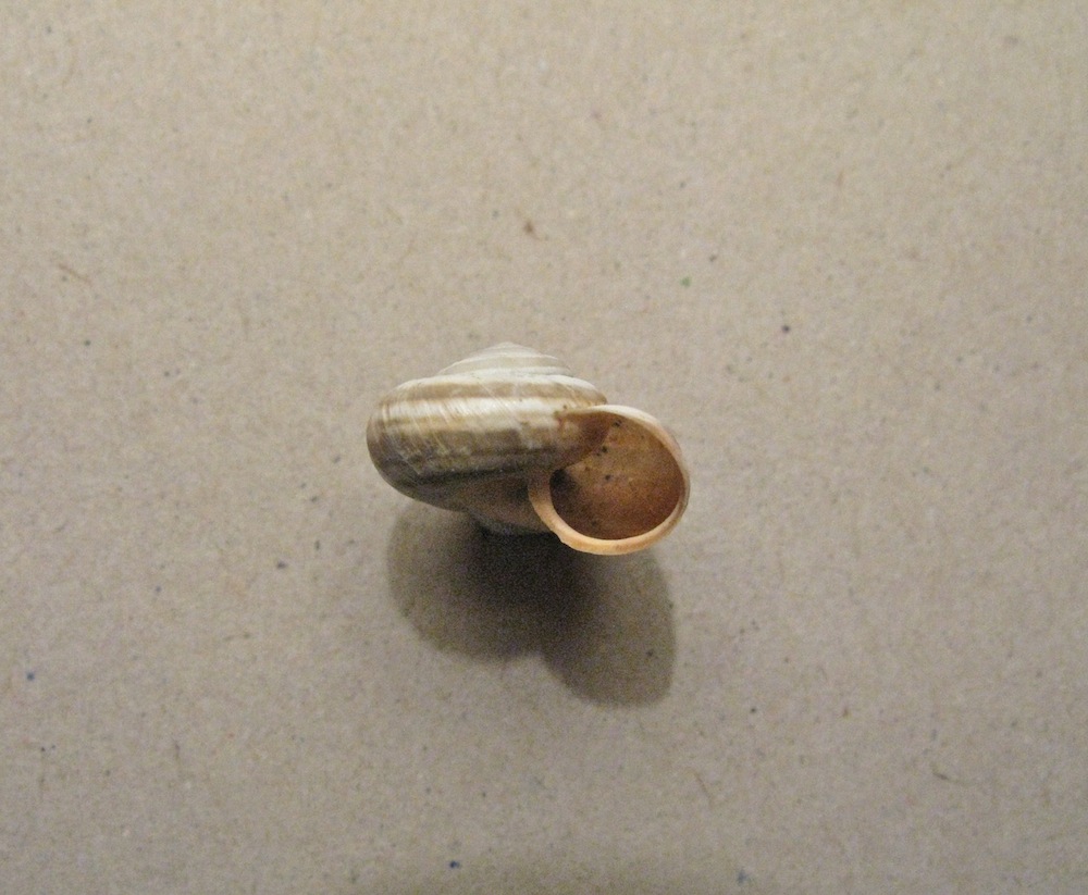 Conchiglia da identificare