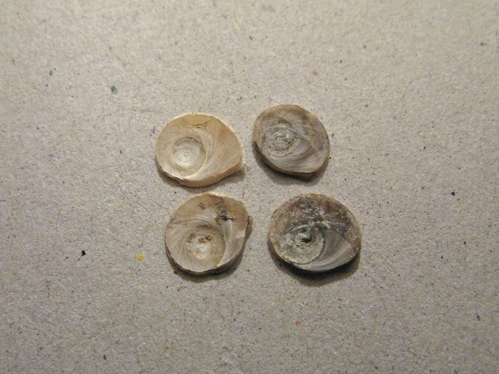 Conchiglie da identificare 2