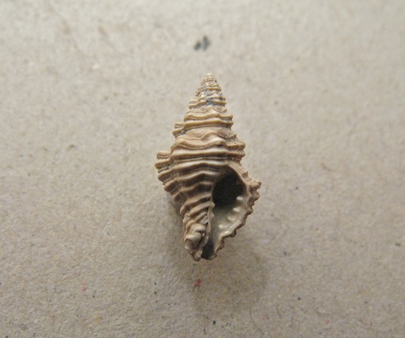 Gasteropode pliocenico 10