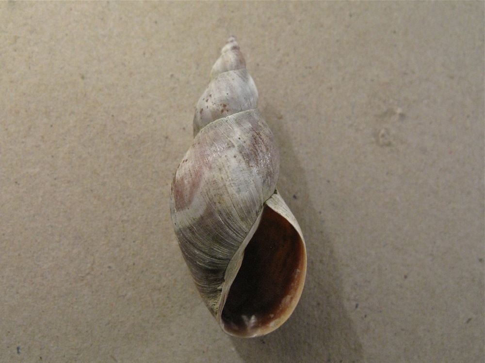 Conchiglia da identificare 5