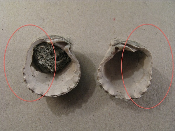 Bivalve pliocenico 05