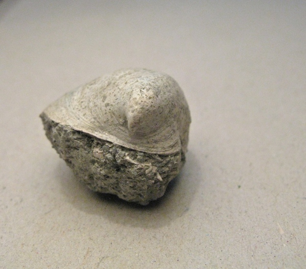 Capulus