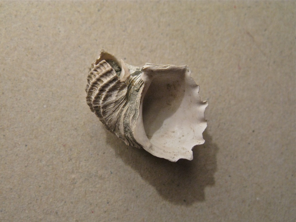 Fossarus?