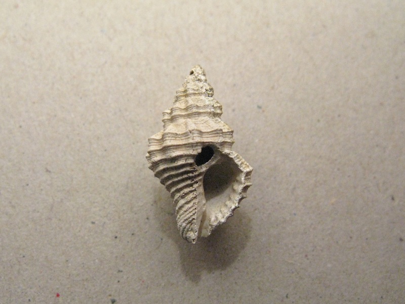 Gasteropode pliocenico 11