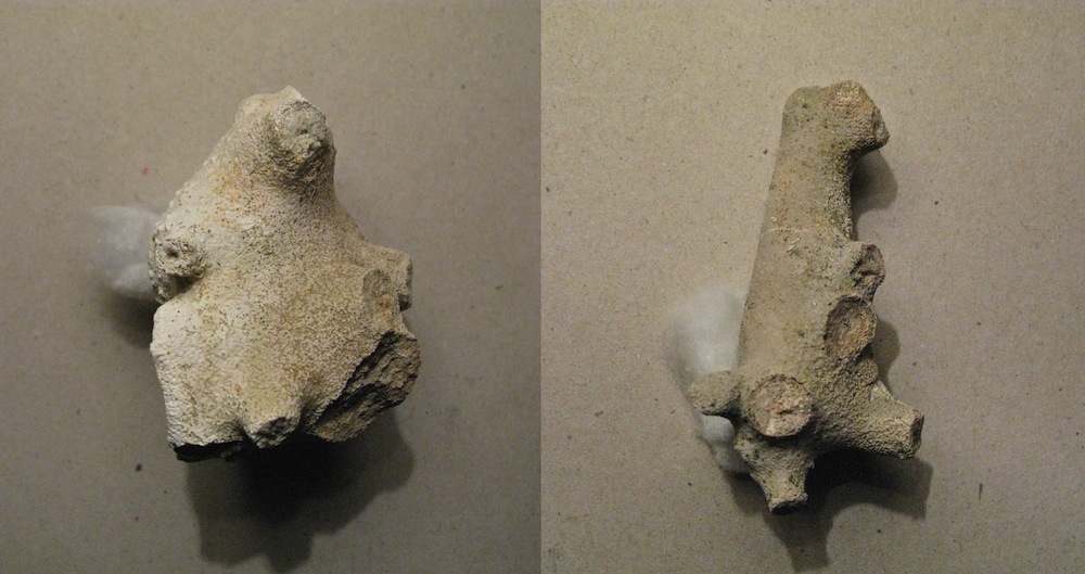 Gasteropodi ricoperti da briozoi