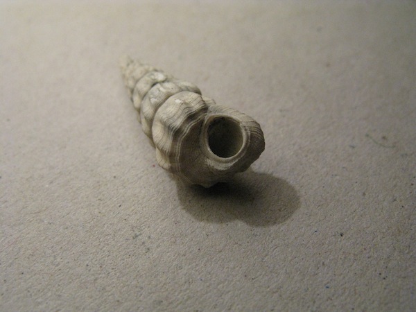 Turriscala torulosa (Brocchi, 1814)