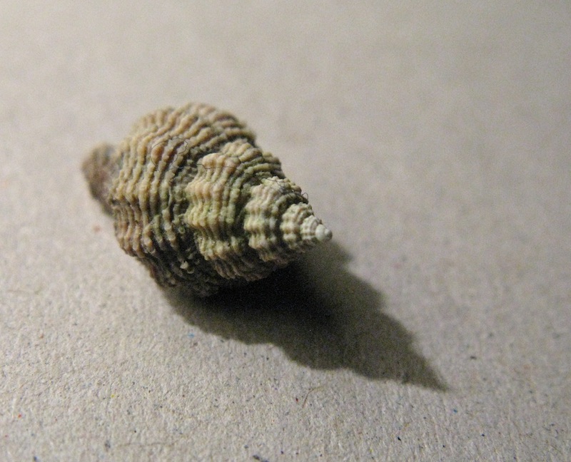 Ocinebrina imbricata (Brocchi, 1814)