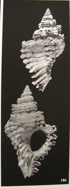 Hexaplex brevicanthos