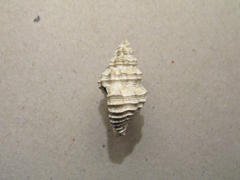 Gasteropode pliocenico 11