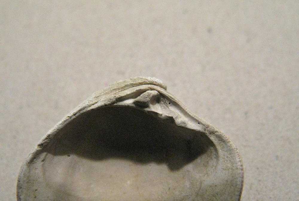 Bivalve pliocenico 02