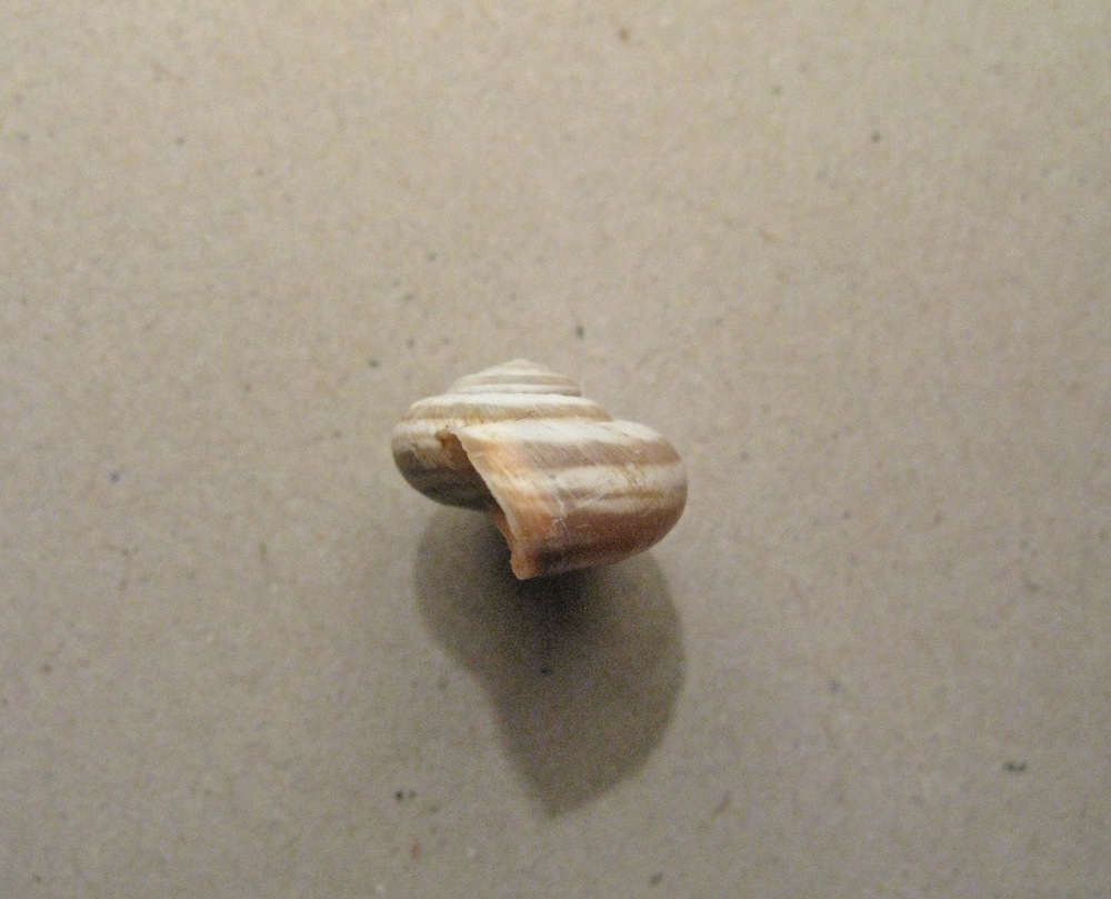 Conchiglia da identificare